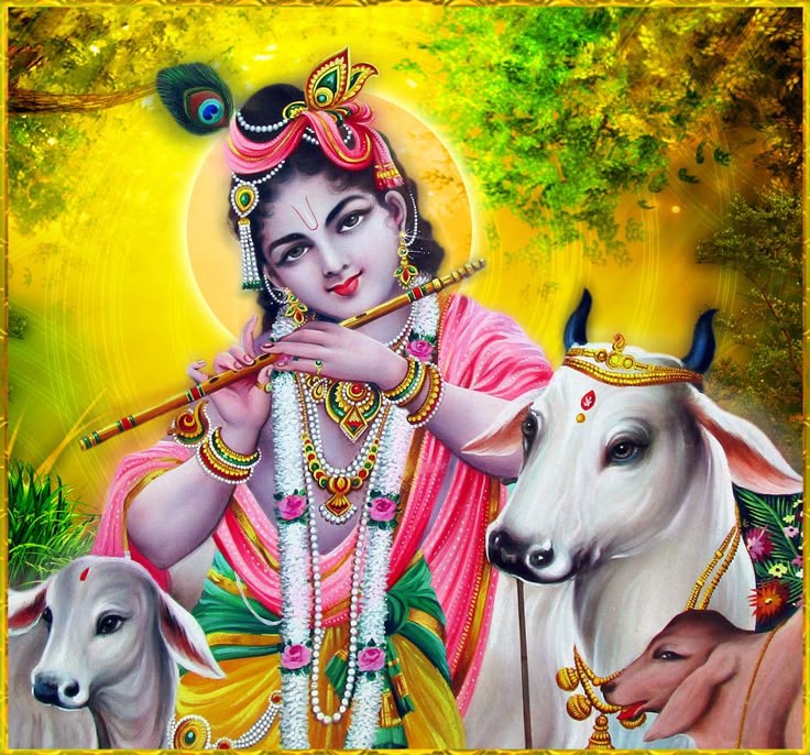 Man feeding a cow