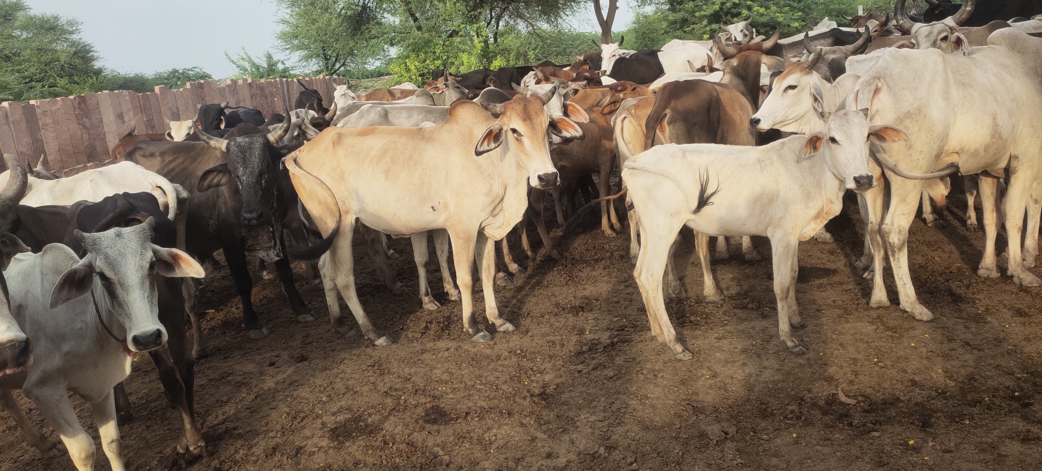 Cows resting