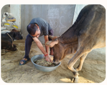 Feeding a cow
