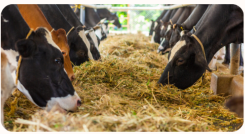 Cows in shelter